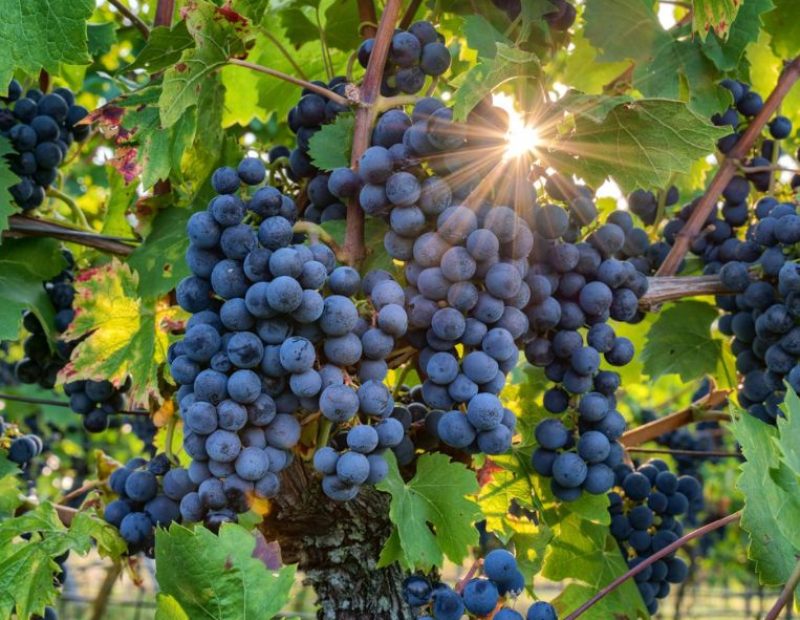 Pinot Nero in Toscana