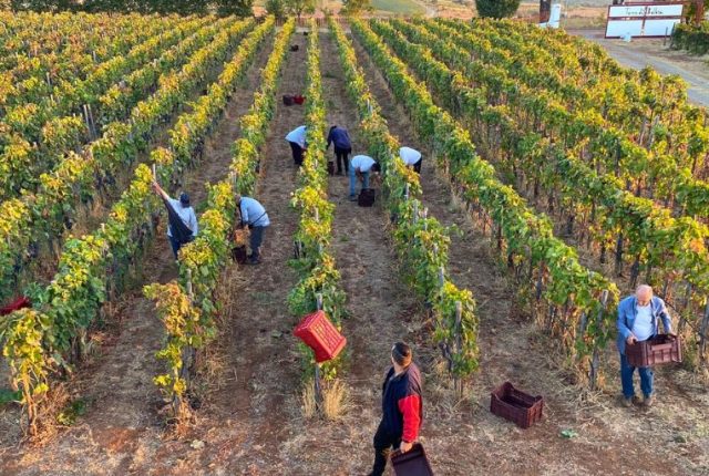 Cantina di Giuseppe Chiappetta in provincia di Cosenza