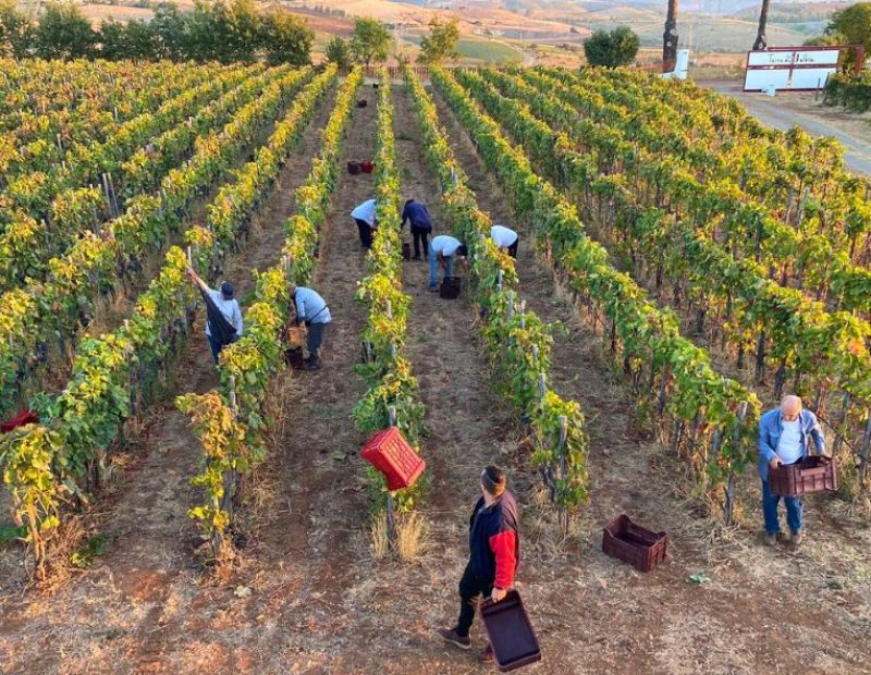 Cantina di Giuseppe Chiappetta in provincia di Cosenza